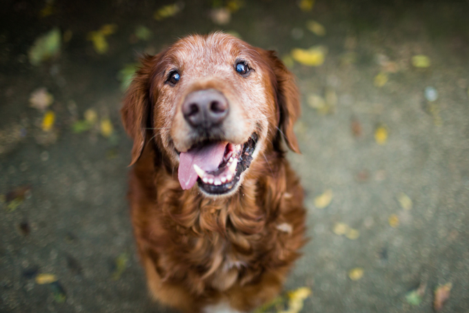 Dogs Loving Fall 