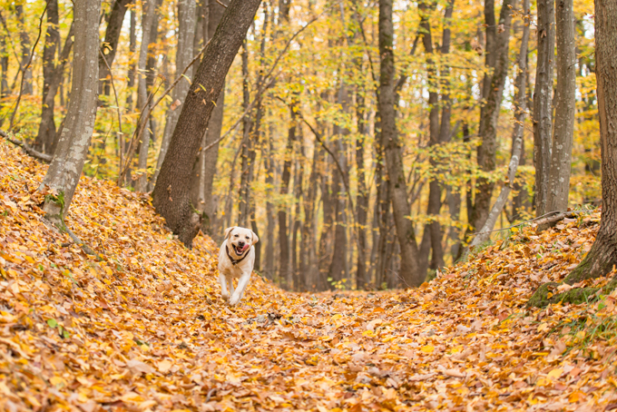 Dogs Loving Fall 