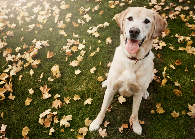 Dogs Loving Fall 