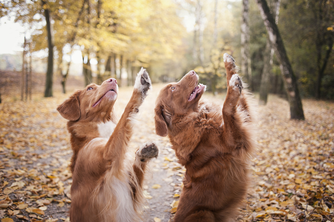 Dogs Loving Fall 