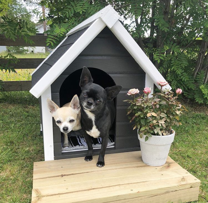 Most Amazing Dog Houses