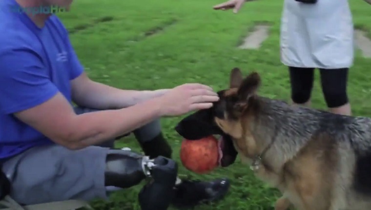 Gabriel The Service Dog: A Gift From A Fallen Soldier