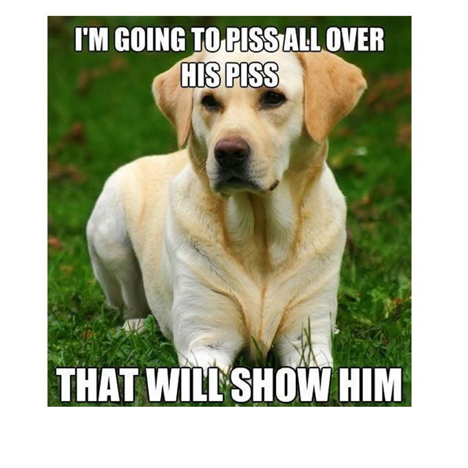 45 Funny Dog Memes 2 #40