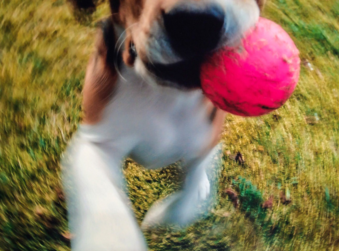 20 Pictures Of Puppies Playing