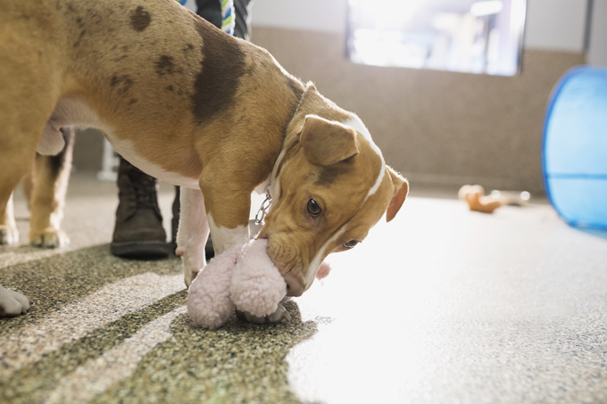 20 Pictures Of Puppies Playing