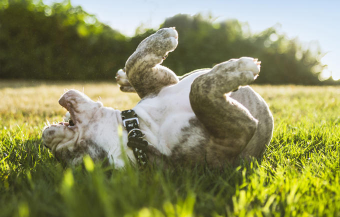 20 Pictures Of Puppies Playing