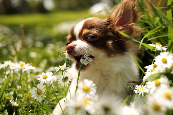 20 Pictures Of Puppies Playing