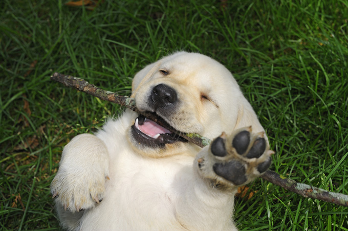 20 Pictures Of Puppies Playing