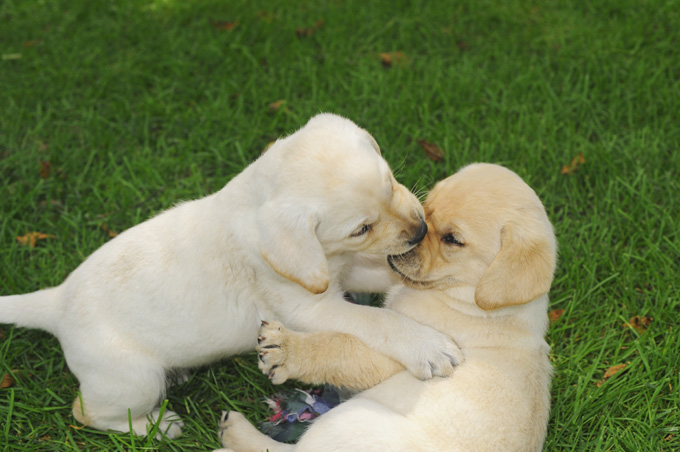 20 Pictures Of Puppies Playing