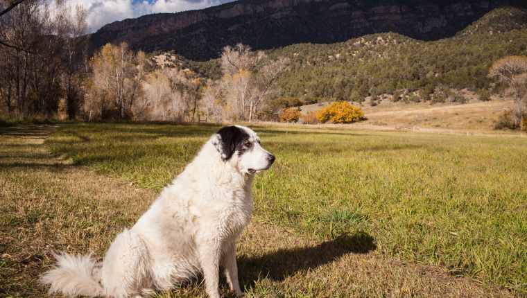 Great Pyrenees