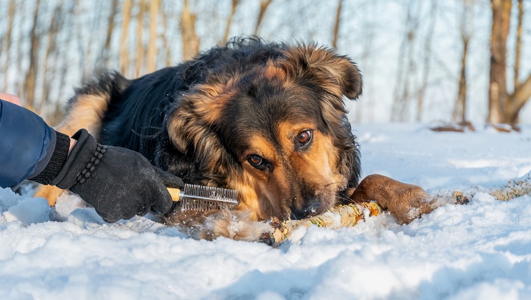 Dog Grooming & Health Supplies