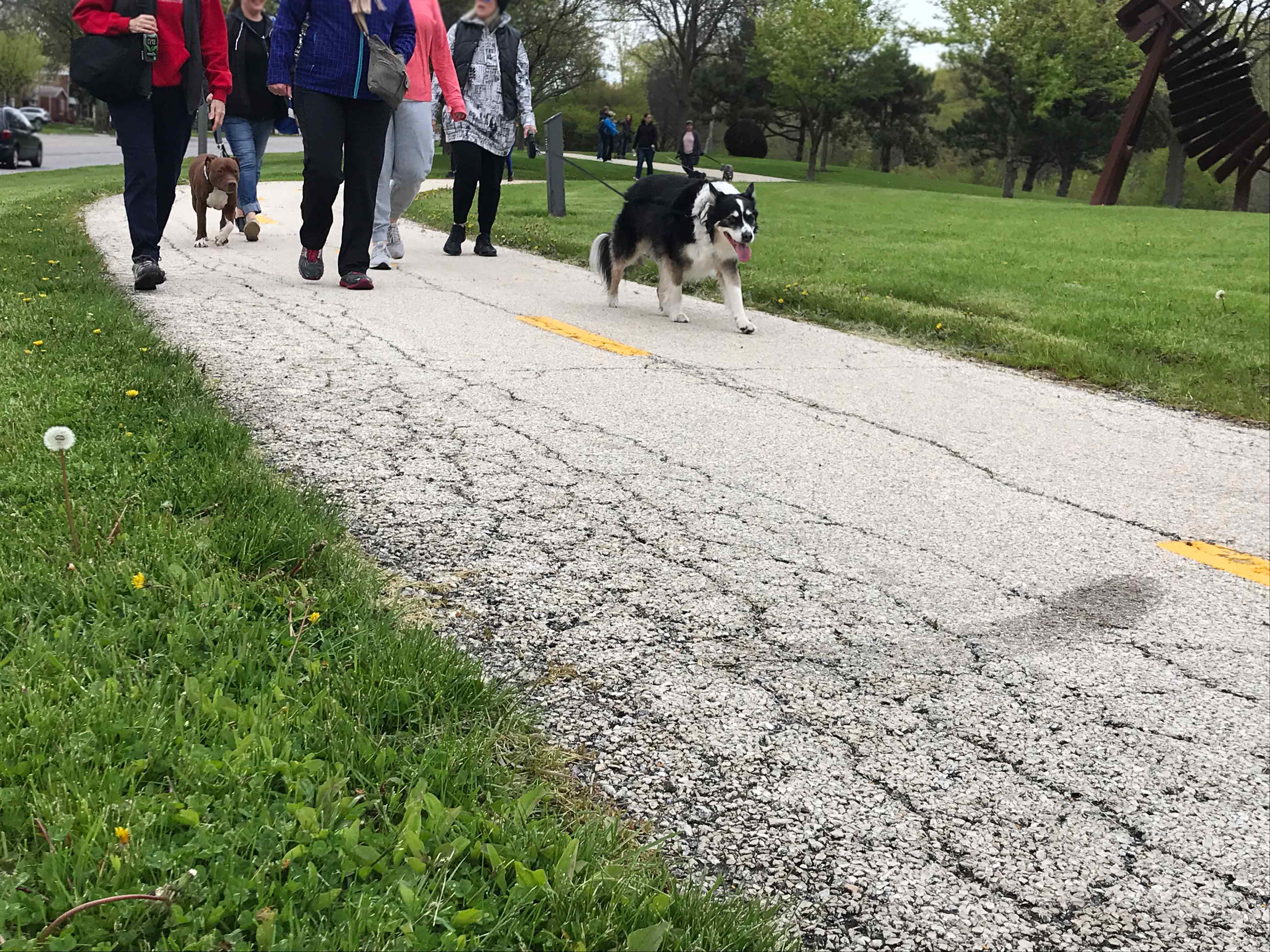 C.A.R.E.'s Strut for Strays 2019