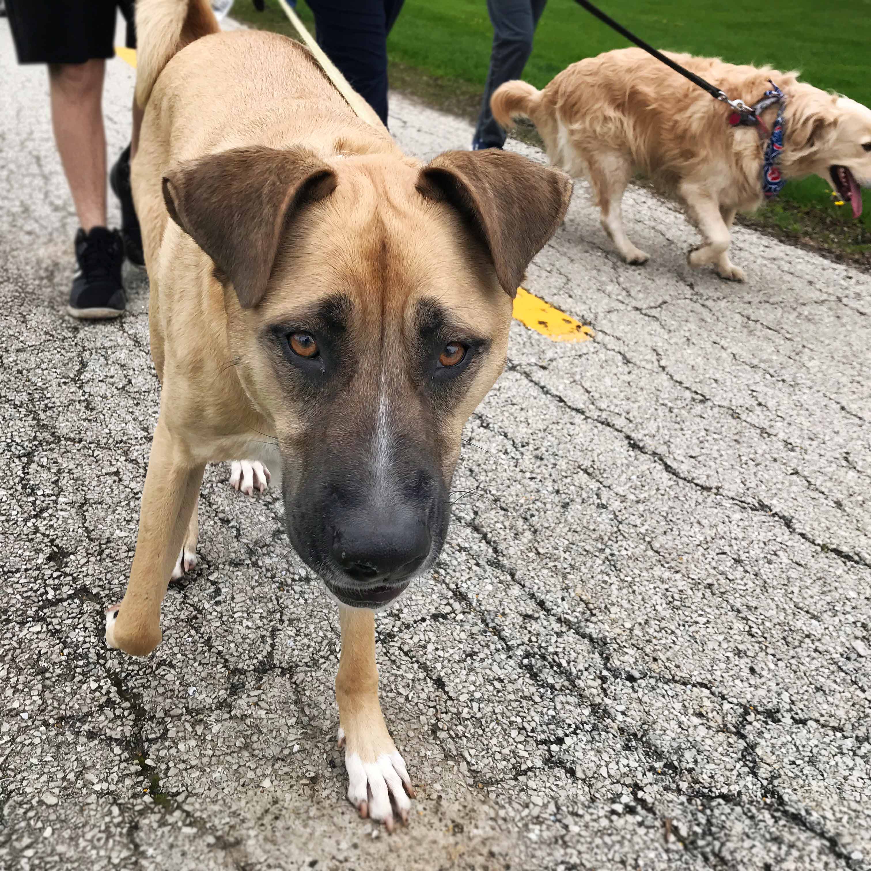 C.A.R.E.'s Strut for Strays 2019