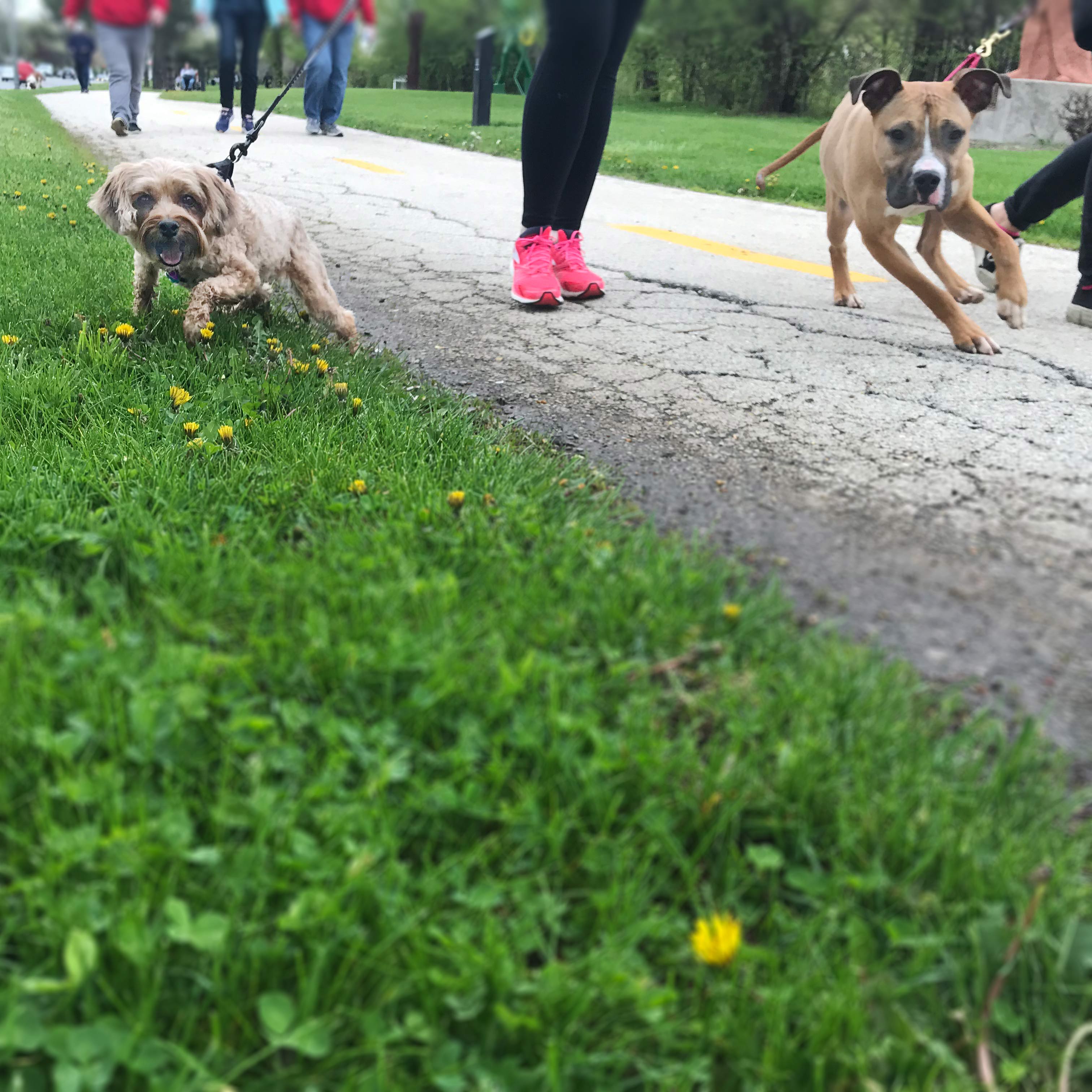 C.A.R.E.'s Strut for Strays 2019