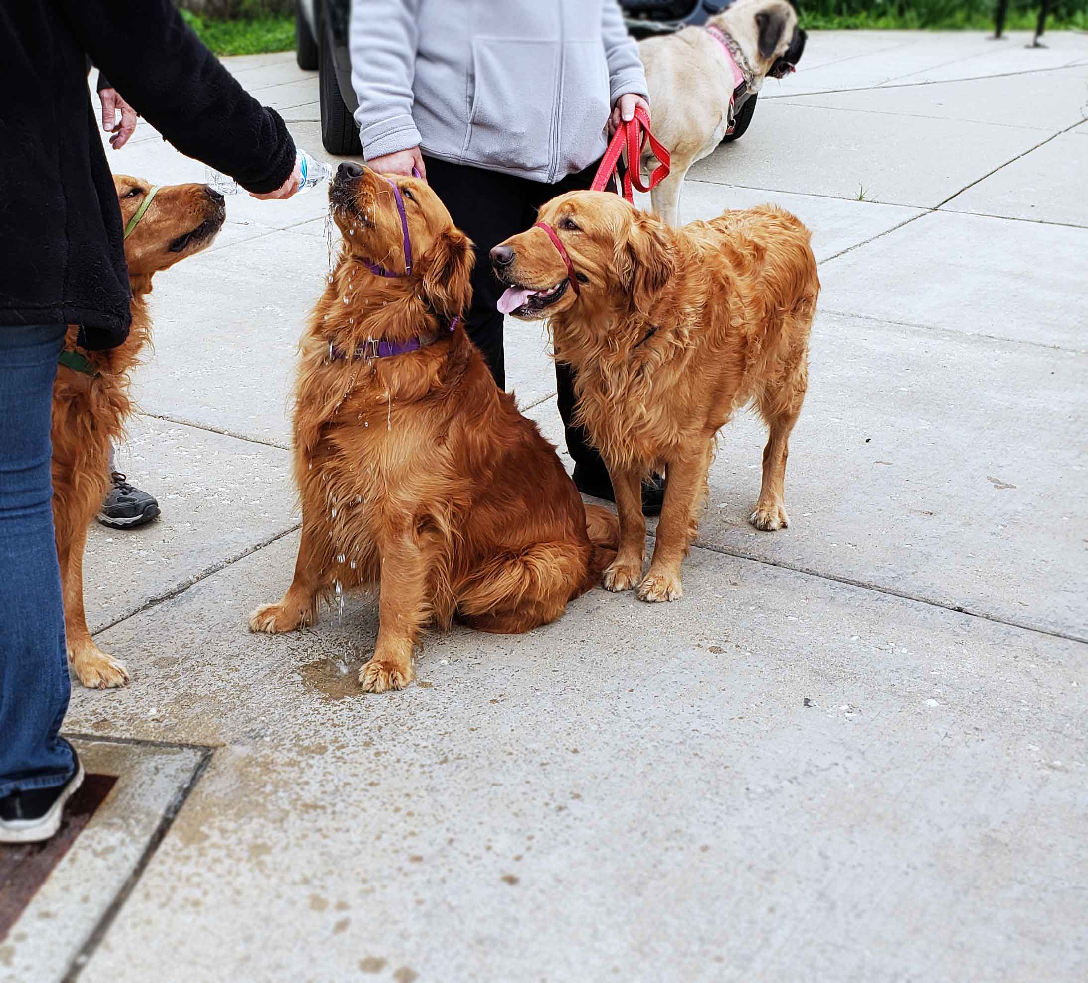 C.A.R.E.'s Strut for Strays 2019