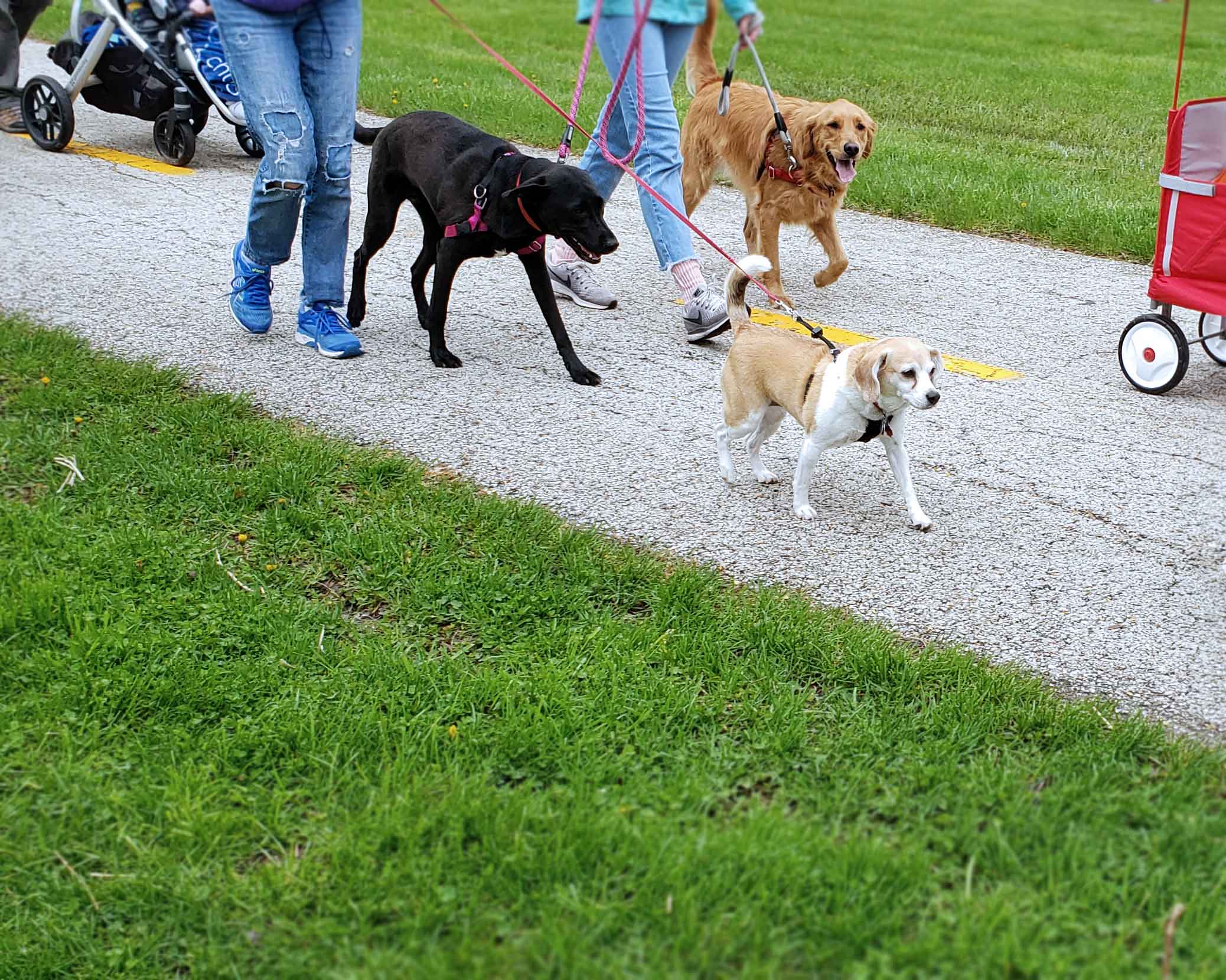 C.A.R.E.'s Strut for Strays 2019