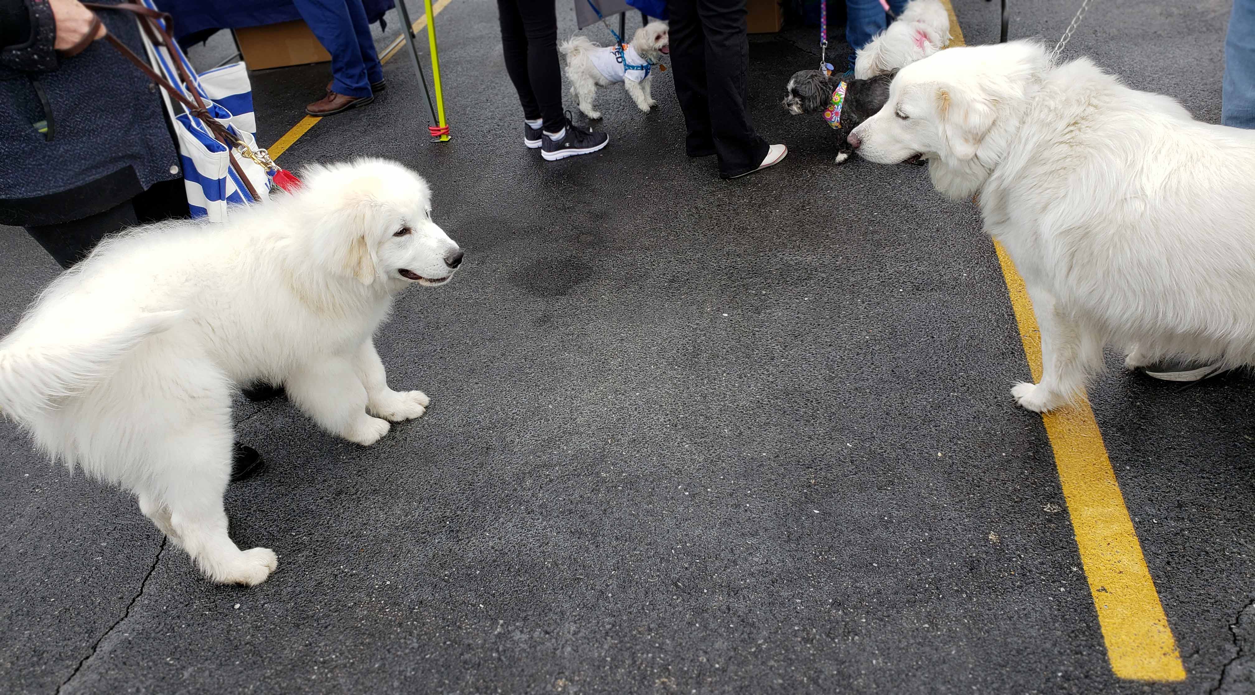 C.A.R.E.'s Strut for Strays 2019