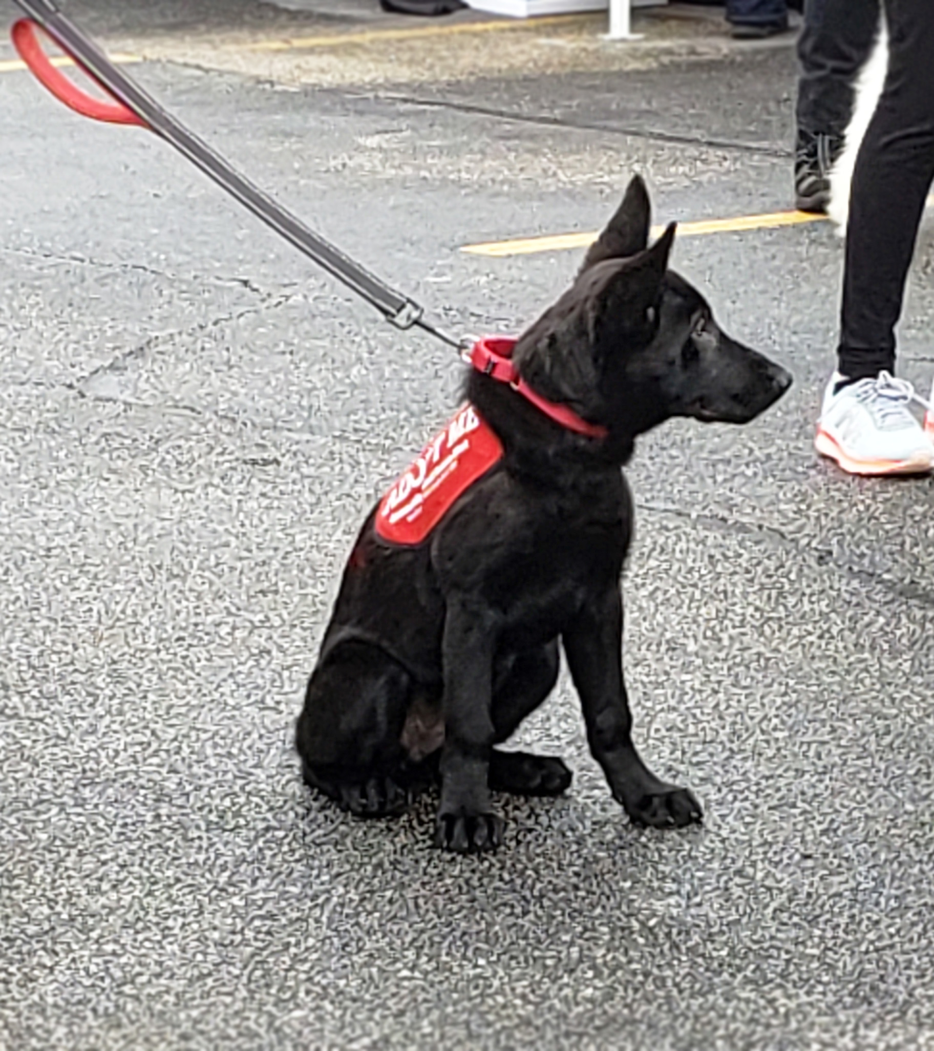 C.A.R.E.'s Strut for Strays 2019