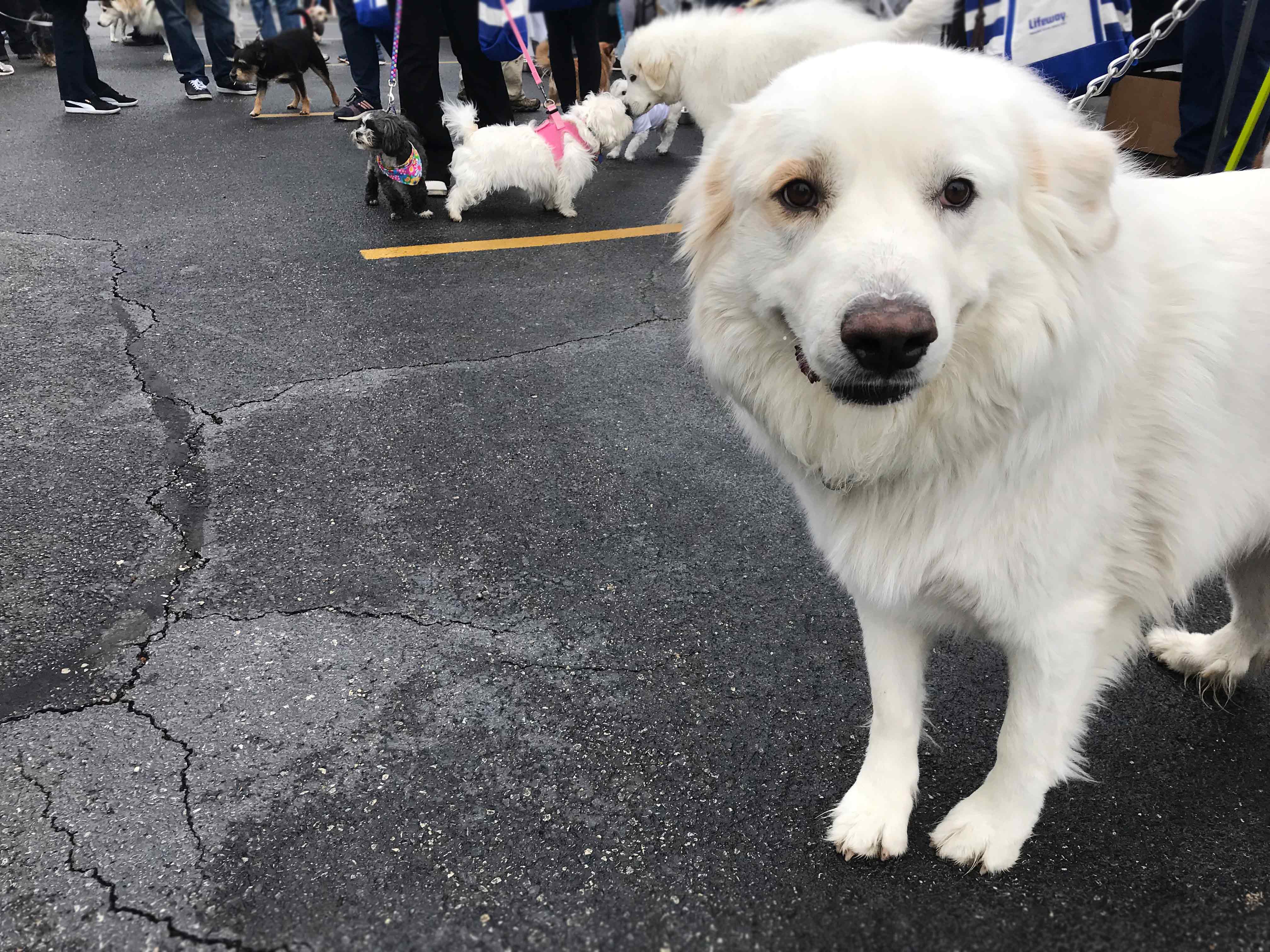 C.A.R.E.'s Strut for Strays 2019