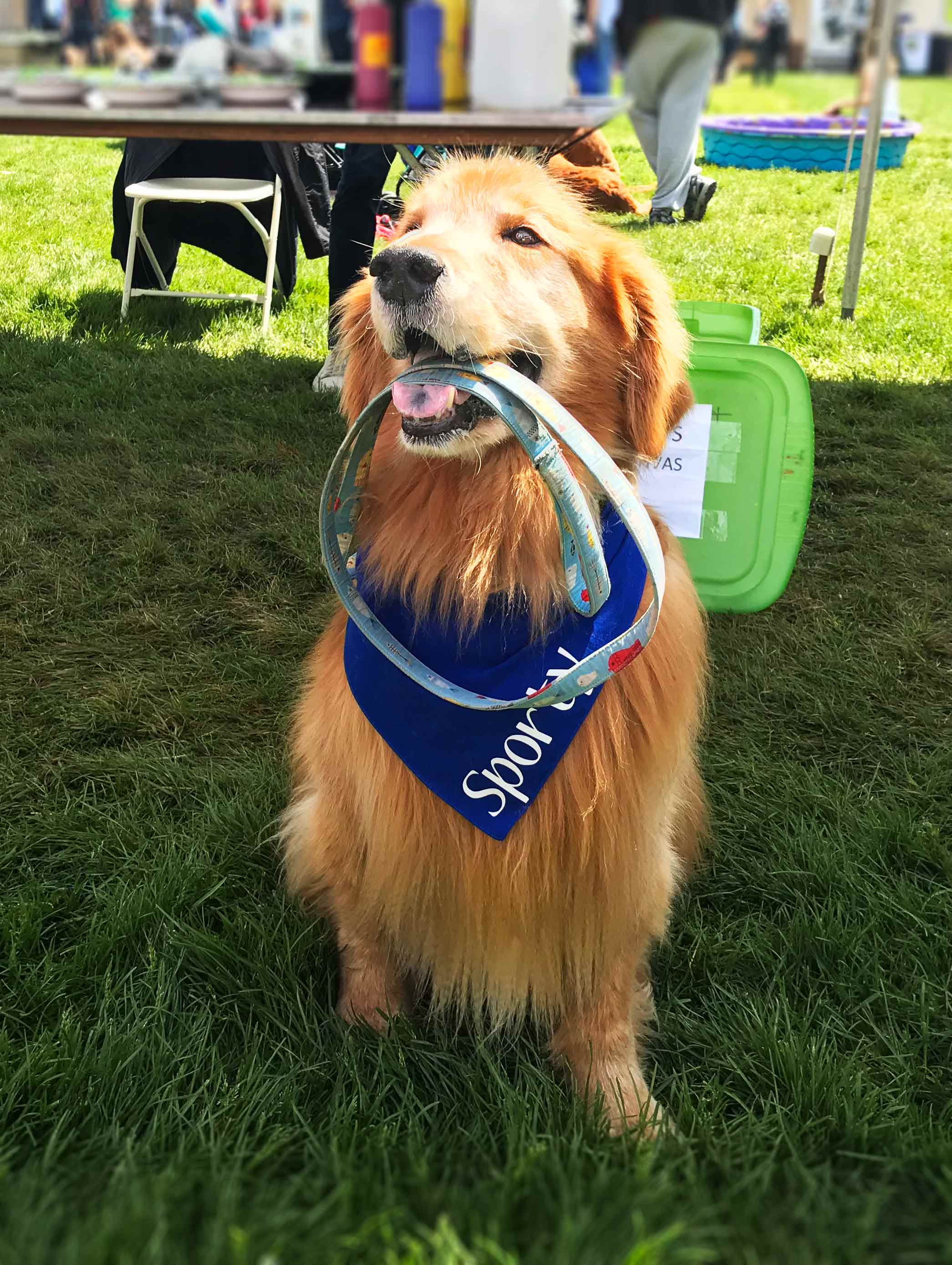 Chicago's Bark In The Park 2019