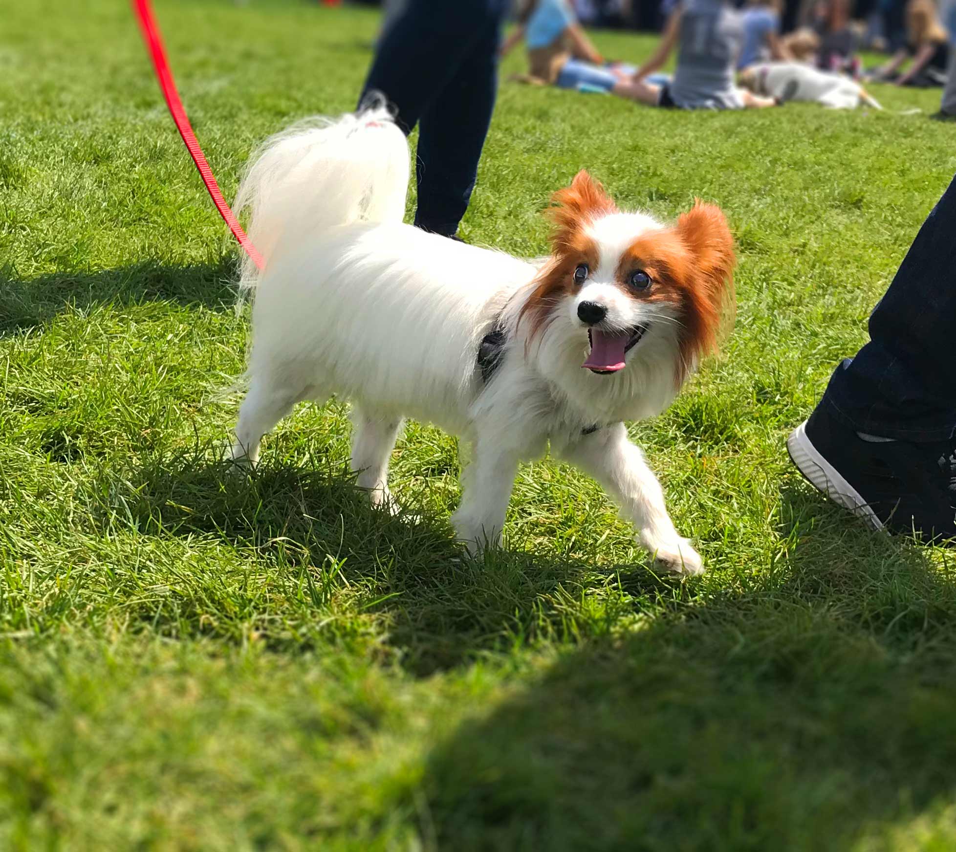 Chicago's Bark In The Park 2019