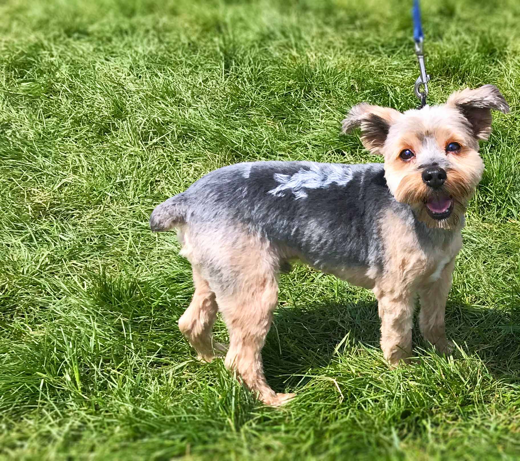 Chicago's Bark In The Park 2019