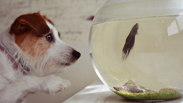 Dogs And Marine Biologists