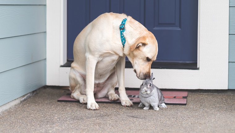 Sitting On A Rabbit