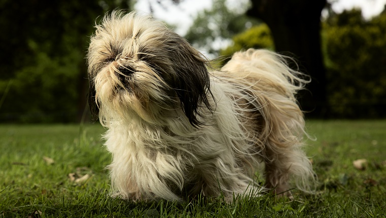 Shih Tzu