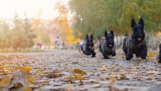 Scottish Terrier