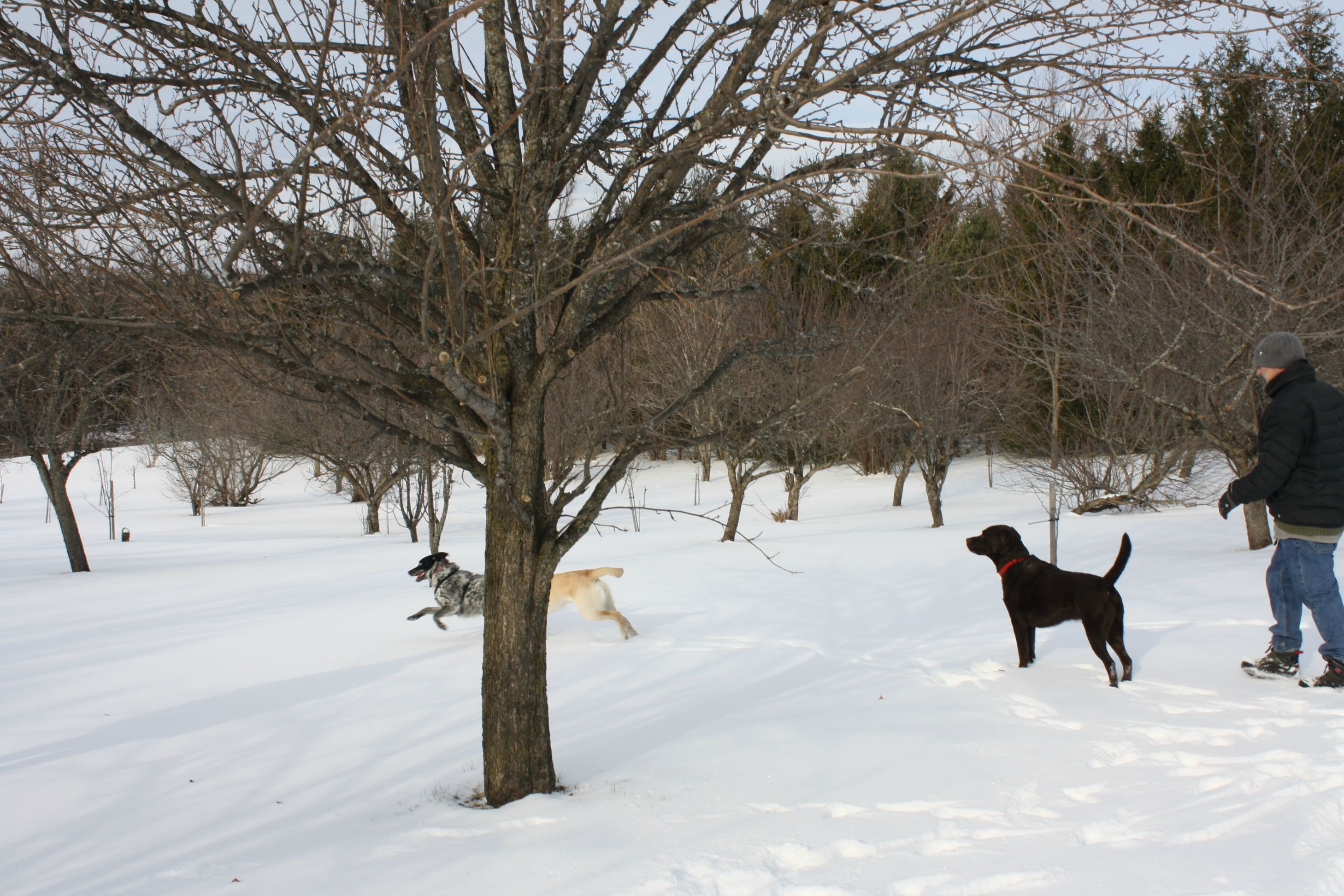 There's a dog painter behind the tree!