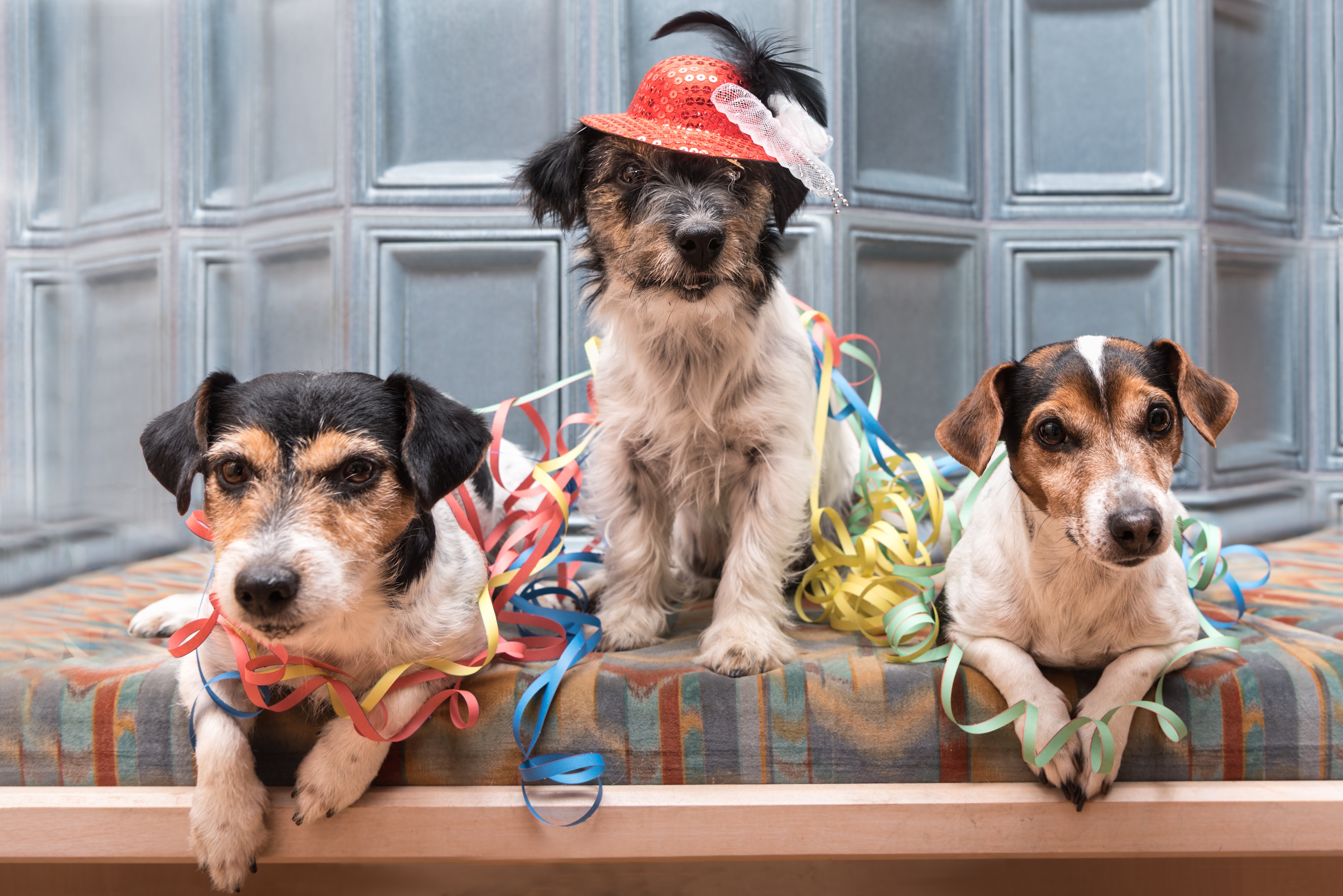 Dogs Celebrating New Year's Eve