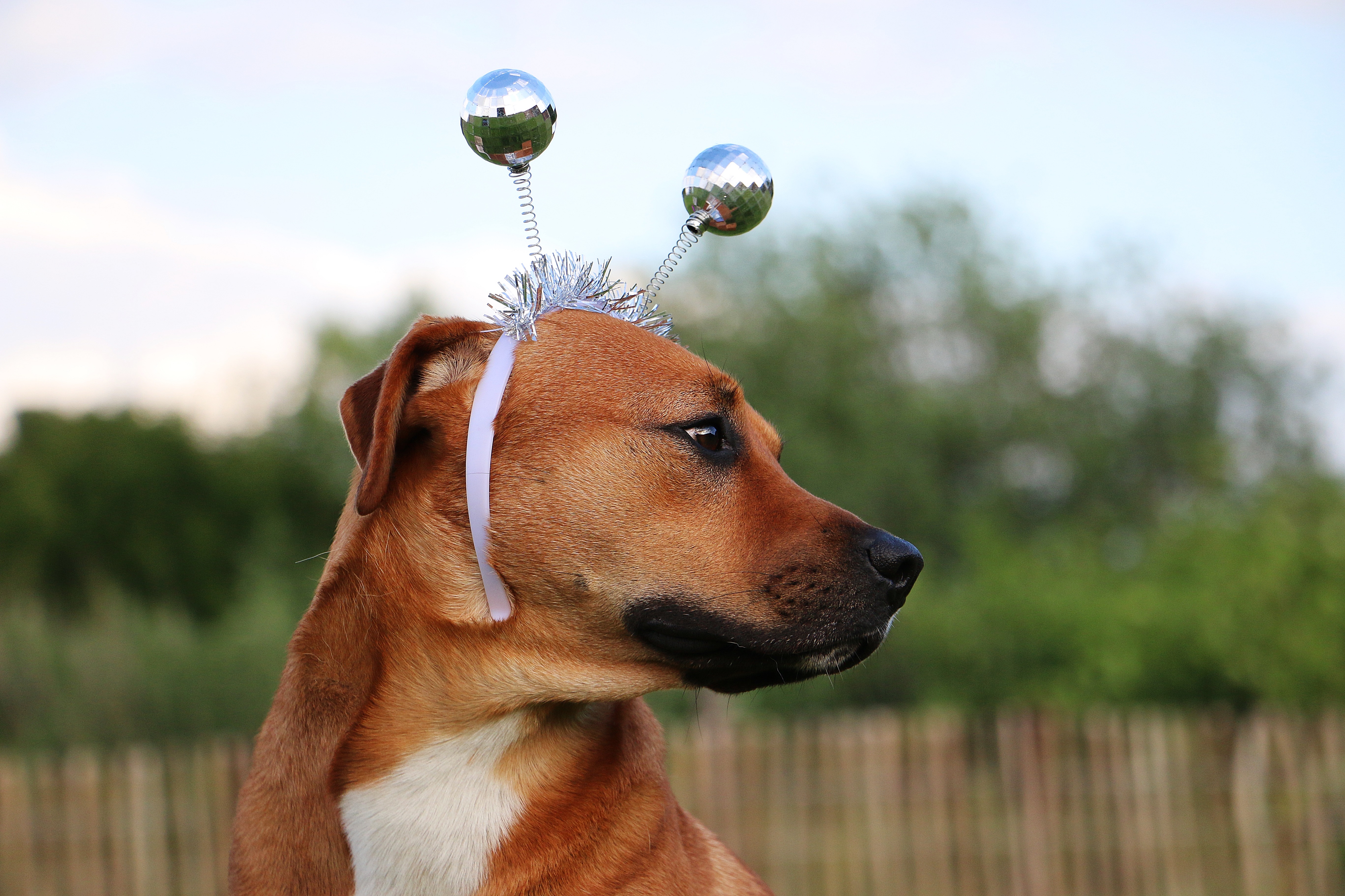 Dogs Celebrating New Year's Eve