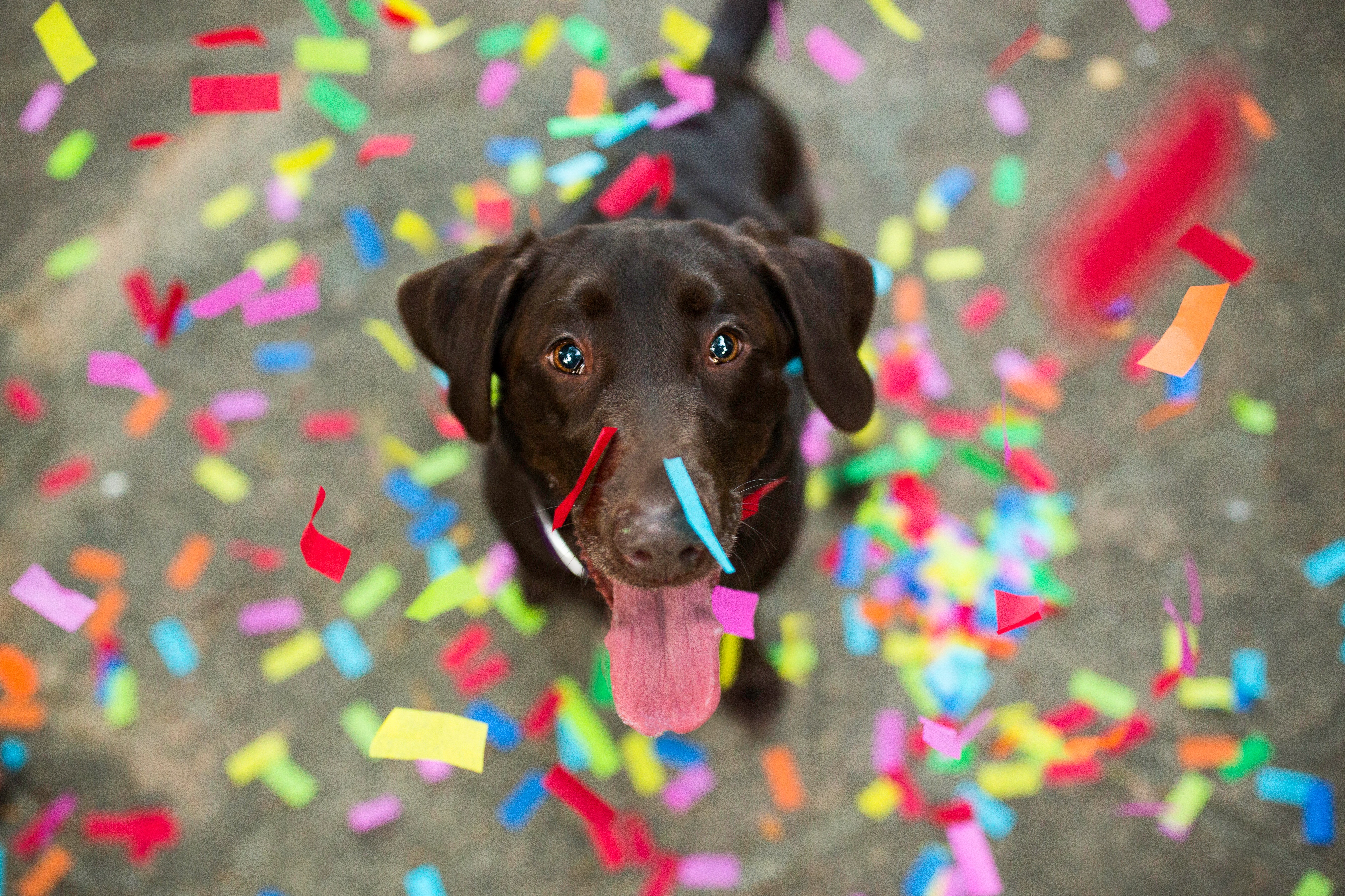 Dogs Celebrating New Year's Eve