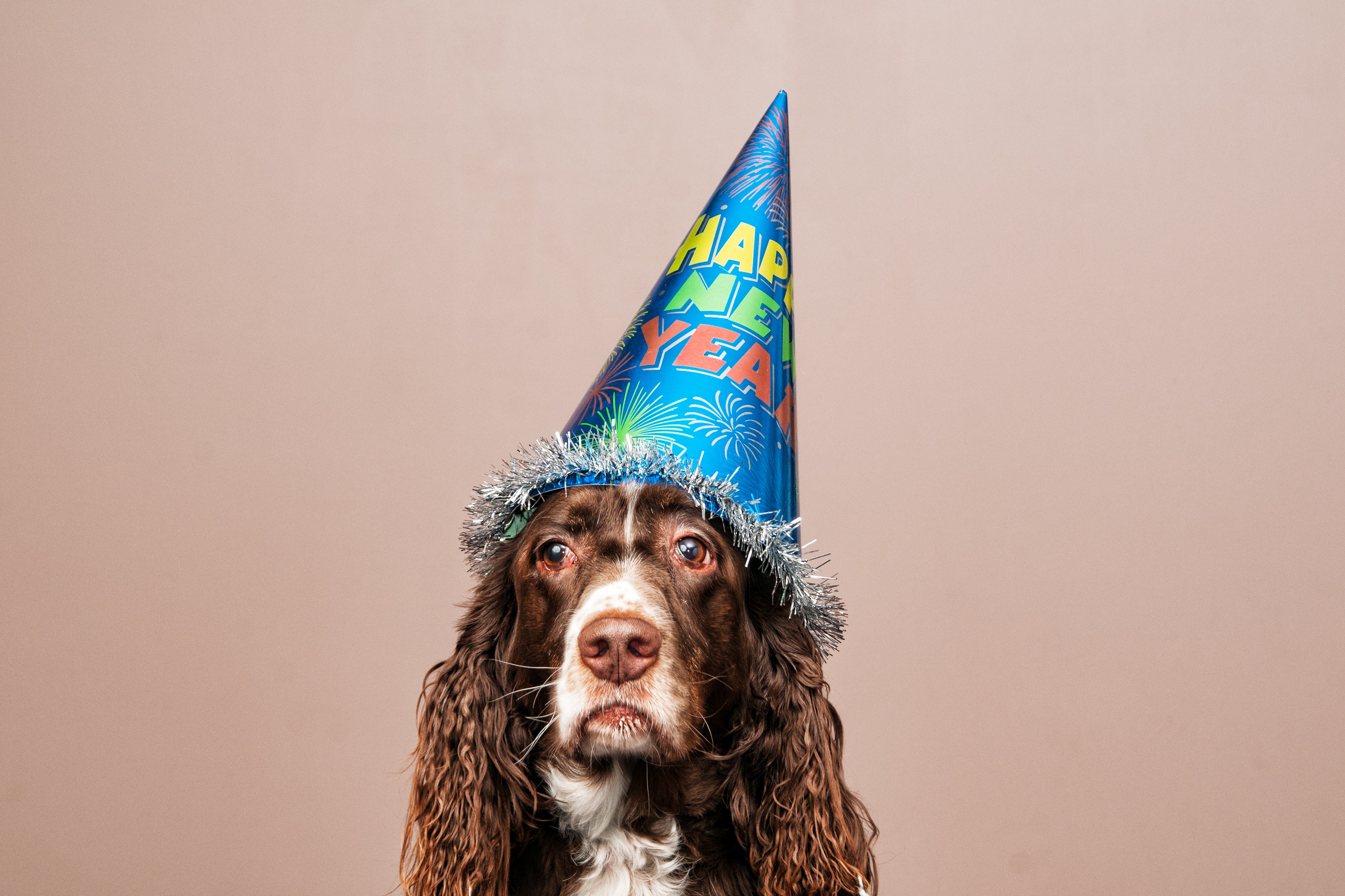 Dogs Celebrating New Year's Eve