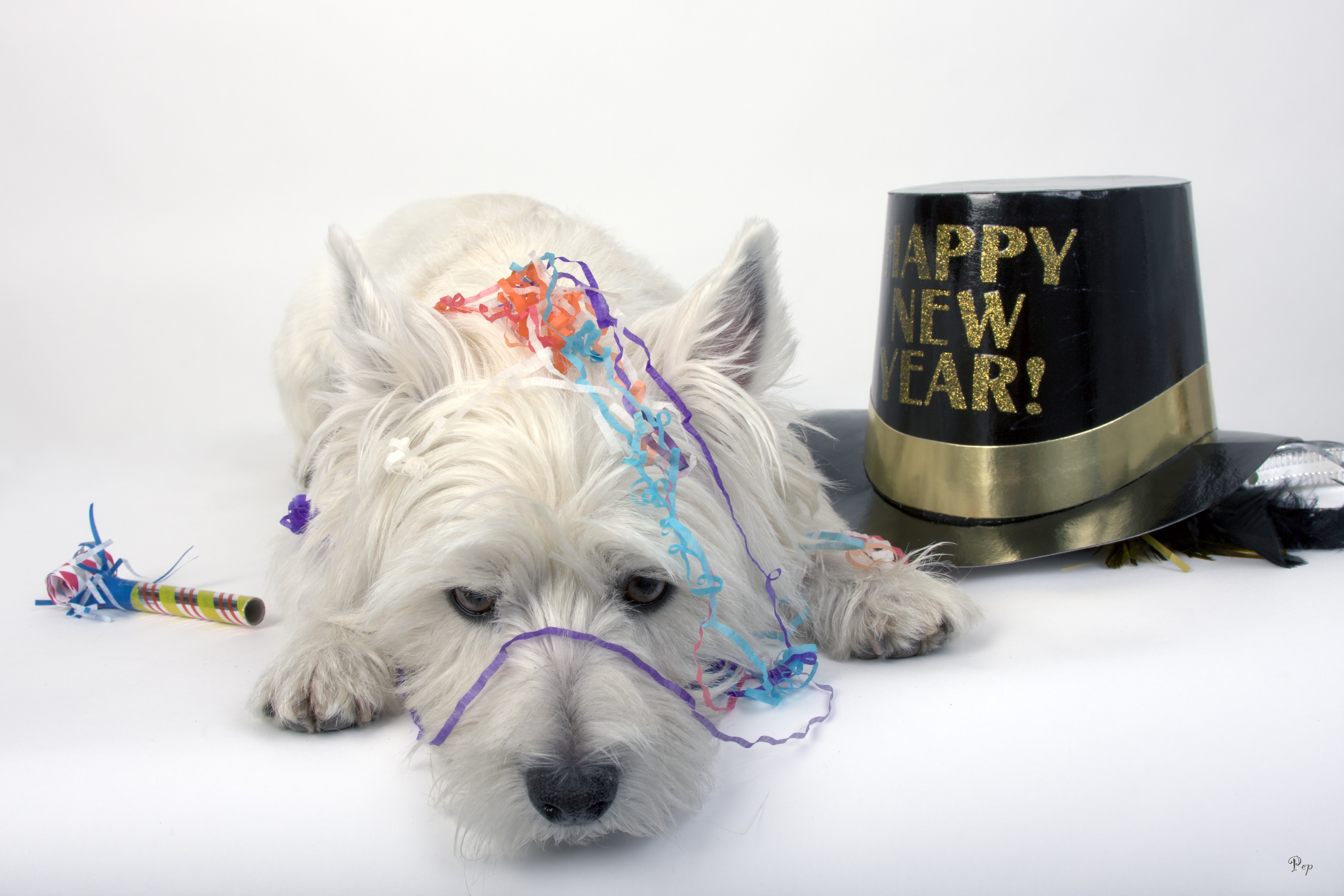 Dogs Celebrating New Year's Eve