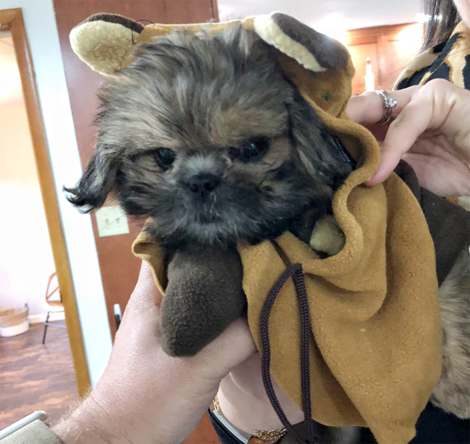 Baby Ewok! 