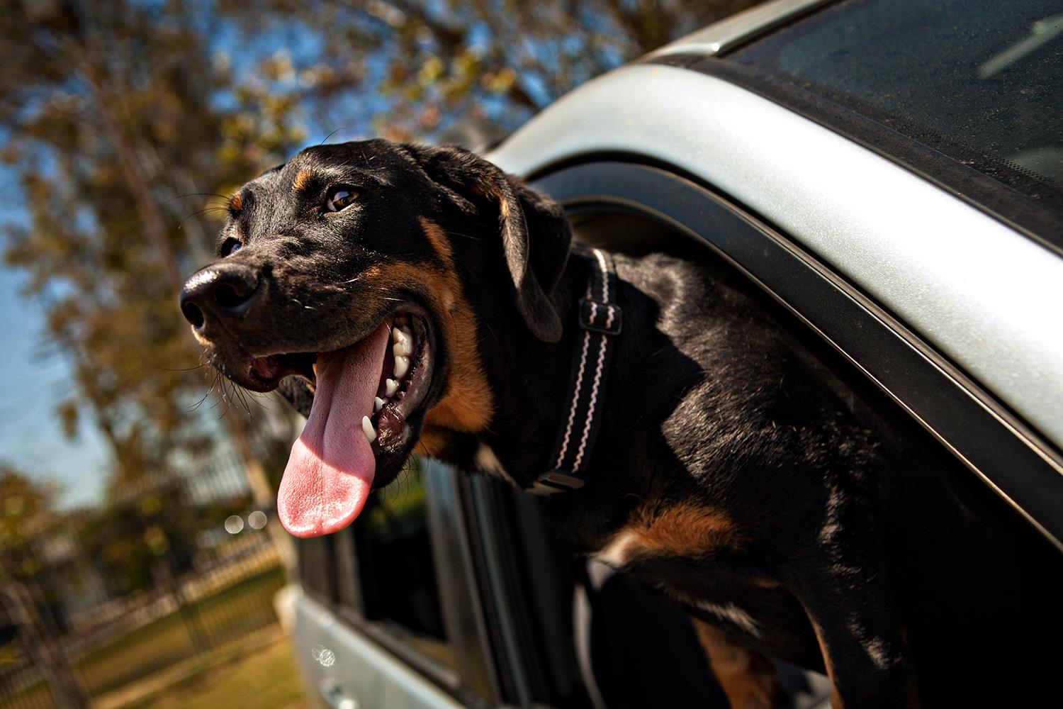 Dogs In Cars