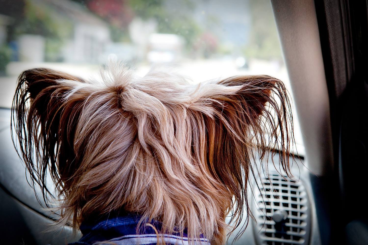 Dogs In Cars