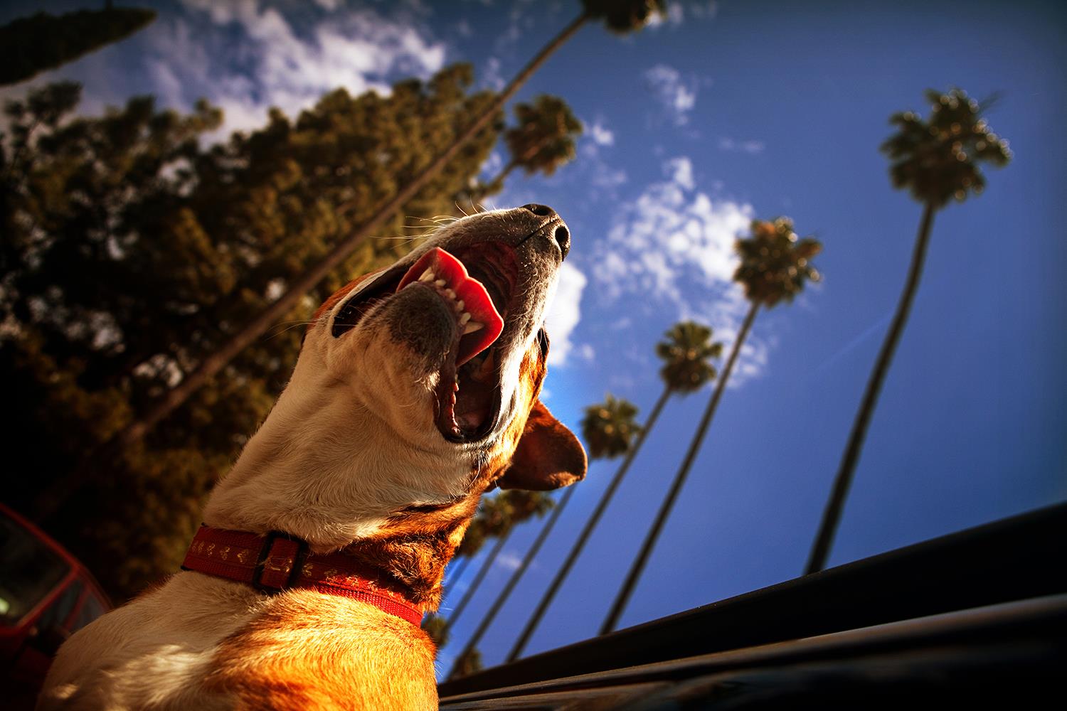 Dogs In Cars