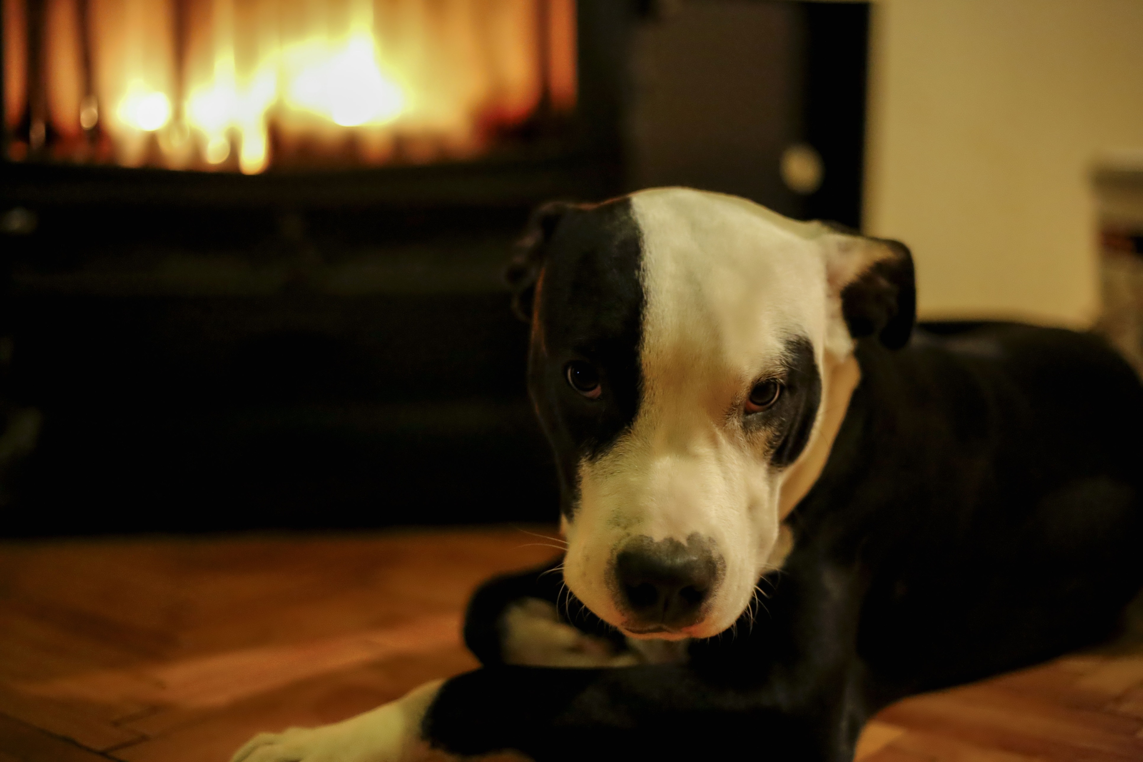 Dogs Staying Warm By The Fireplace