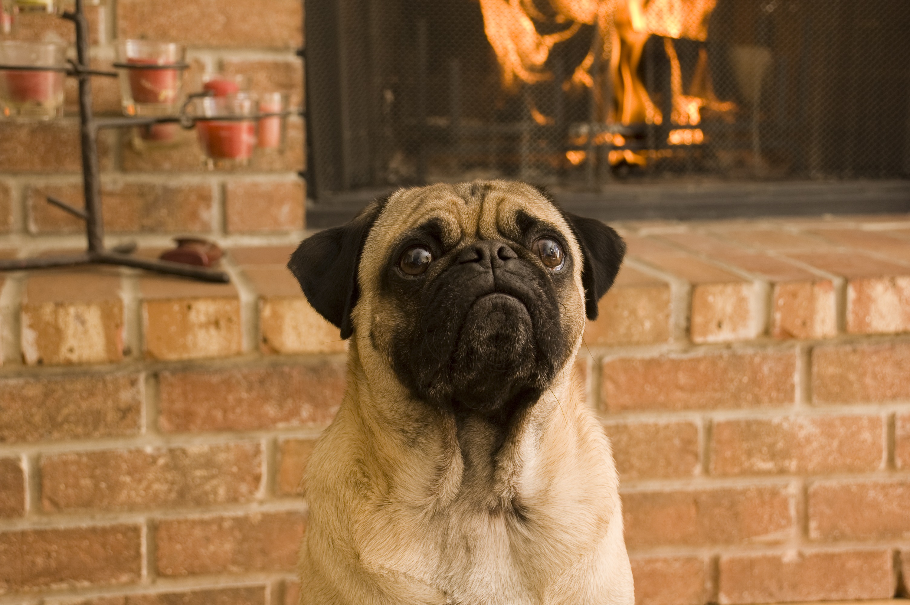 Dogs Staying Warm By The Fireplace