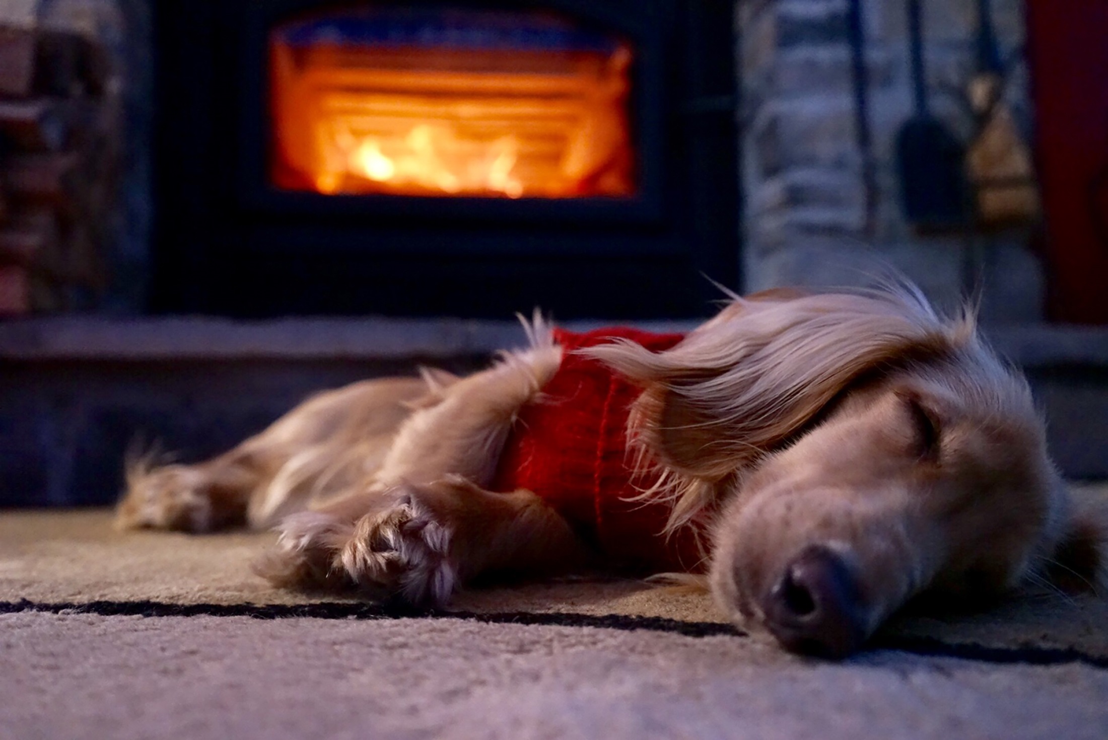 Dogs Staying Warm By The Fireplace