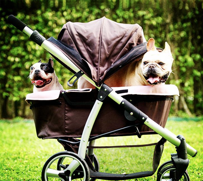 Doggie Stroller! 