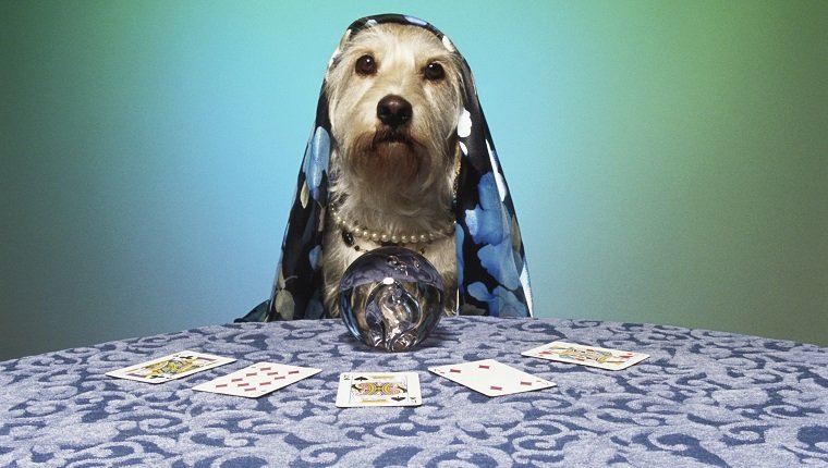 Dog Psychic