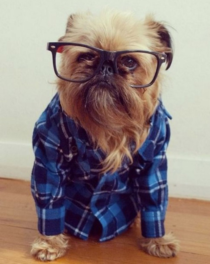 Hipster Brussles Griffon