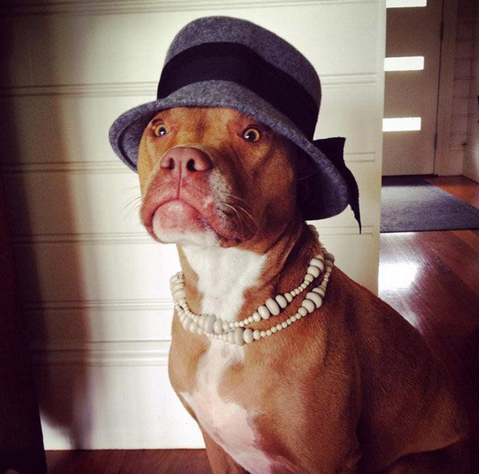 Lady Pit Bull