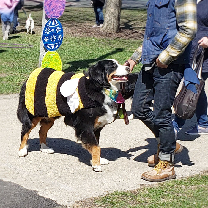 Horner Park Easter Dog Parade Pictures