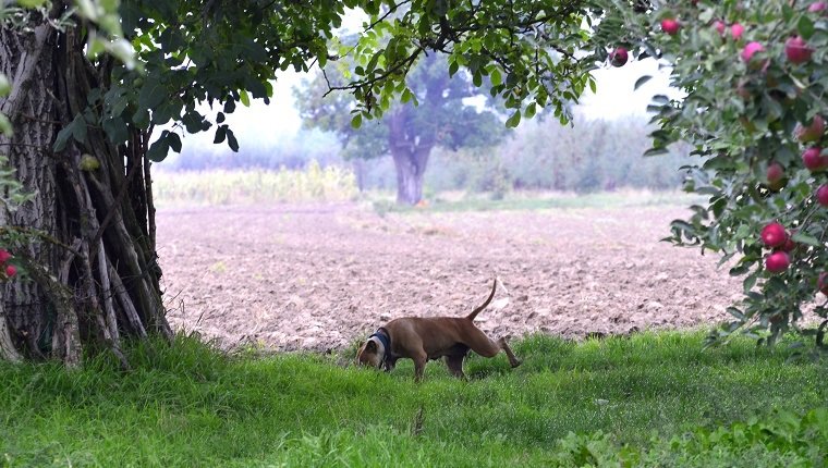 Visit An Apple Orchard