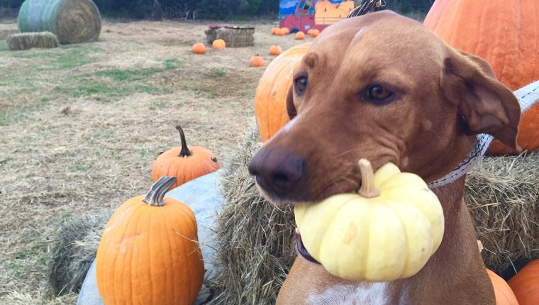 Eat Some Pumpkin